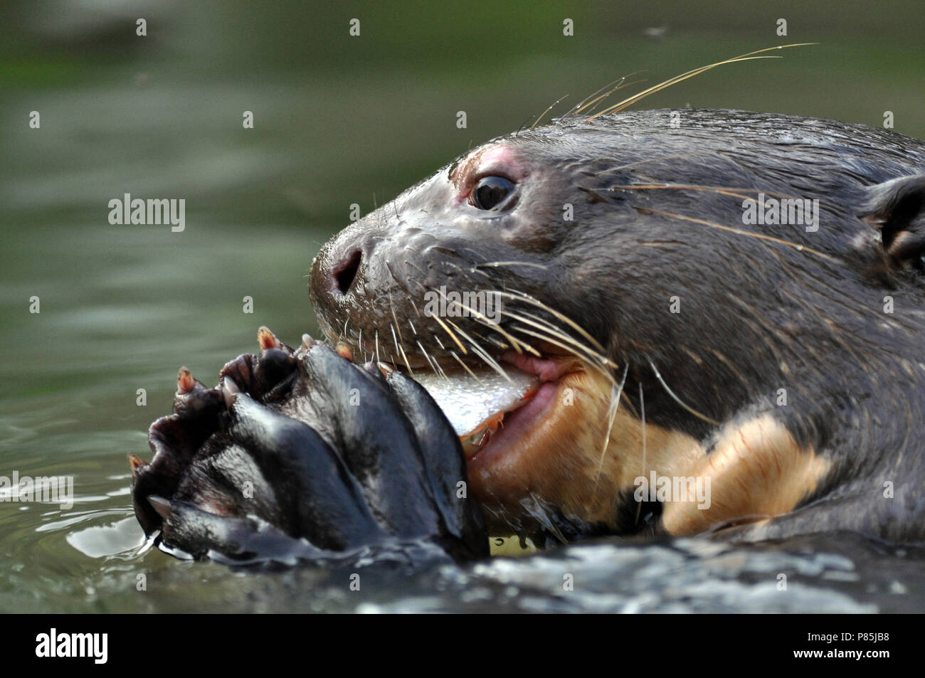 Giant Otter in the Pantanal, Brazil Stock Photo