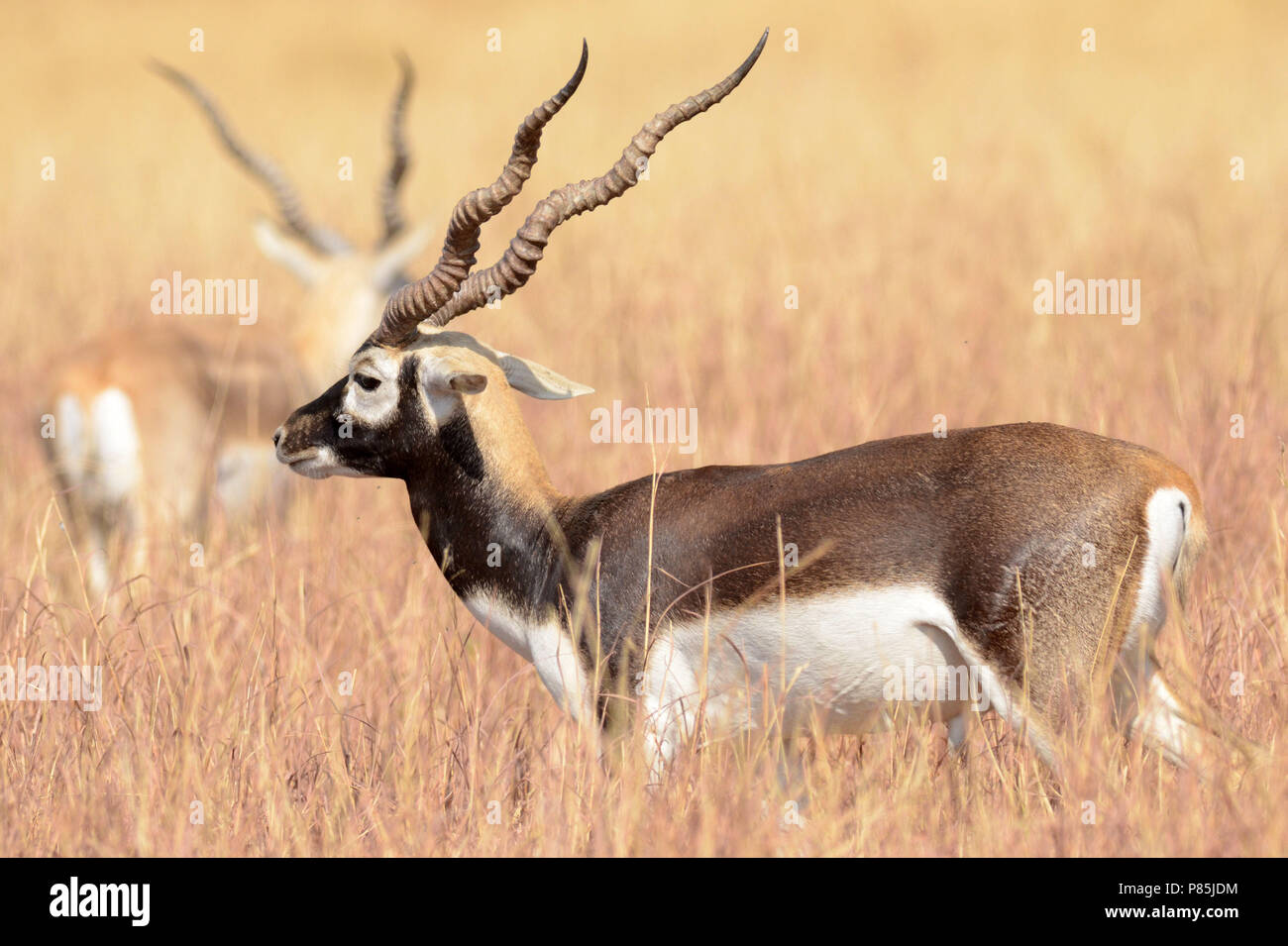 Indische Antilope, Blackbuck, Antilope cervicapra Stock Photo
