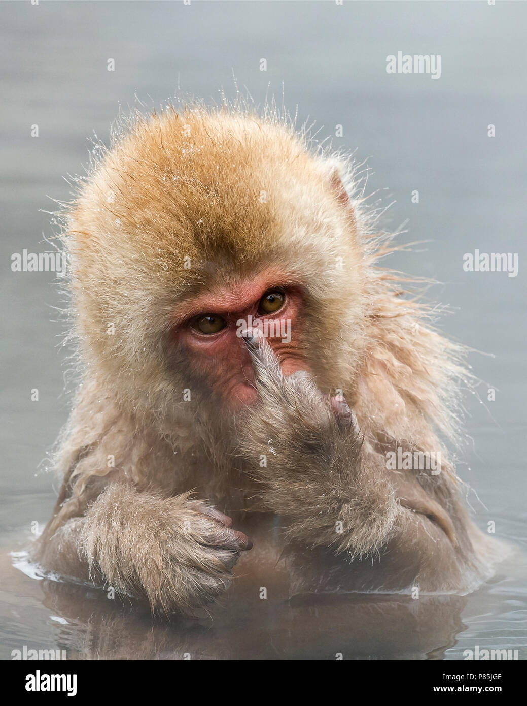 Japanse Makaak, Japanese Macaque, Macaca fuscata Stock Photo