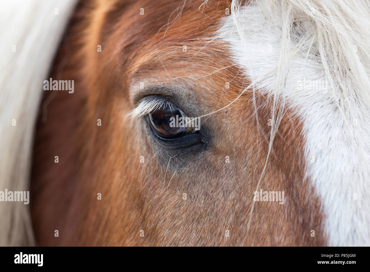 gereedschap poll stam het oog van een bruin paard met witte manen, kijkend naar kijker; the eye  af a brown horse with white manes, looking at viewer Stock Photo - Alamy