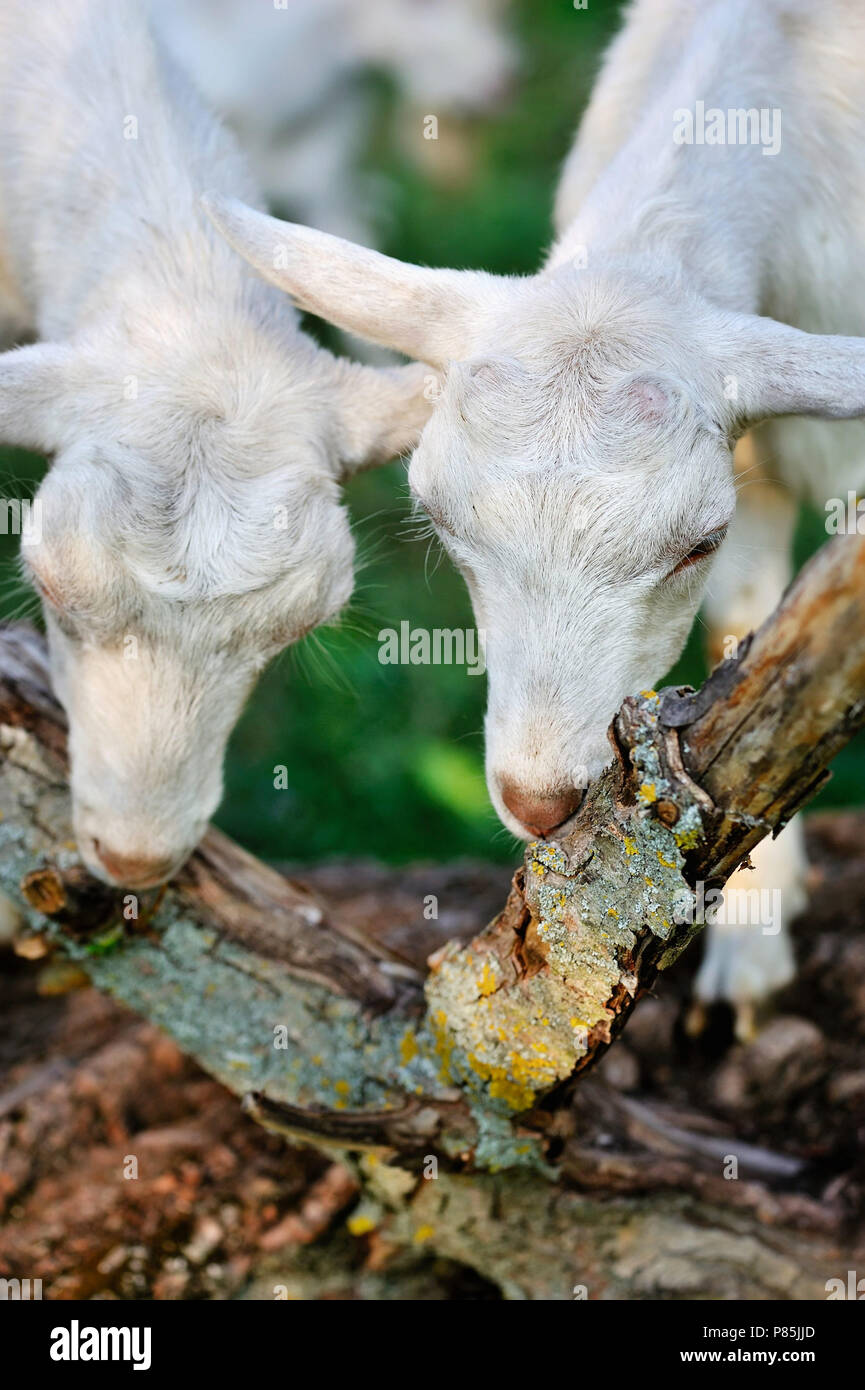 White goats on pasture eat bark Stock Photo Alamy