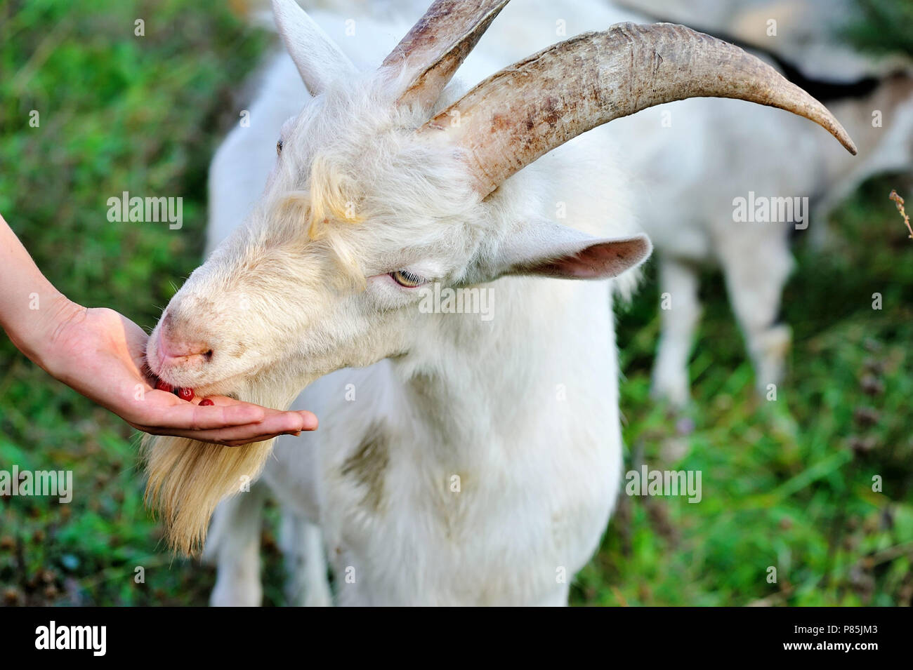 Dogwood berries animal hires stock photography and images Alamy
