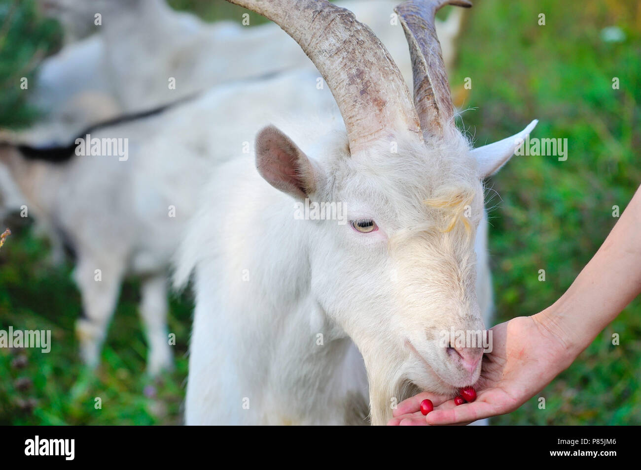 Dogwood berries animal hi-res stock photography and images - Alamy