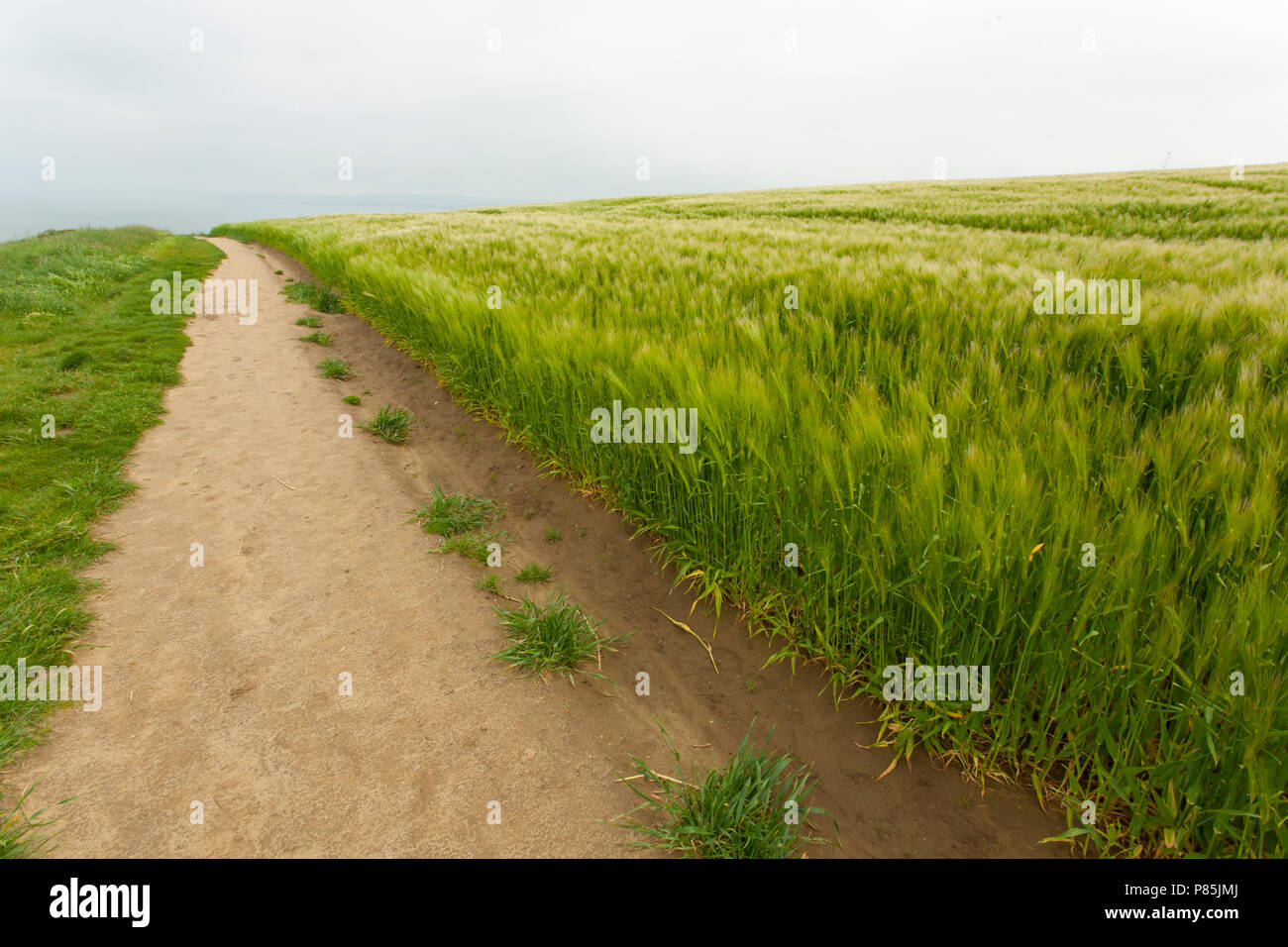 Disapearing dirt road with wheat land; verdwijnend zandpad met graanakker Stock Photo