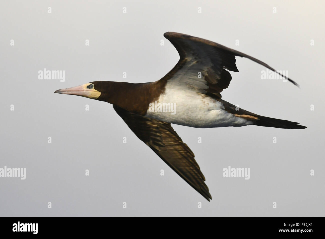 Brown Booby (Sula leucogaster) in flight over the mid-Atlantic ocean. Stock Photo