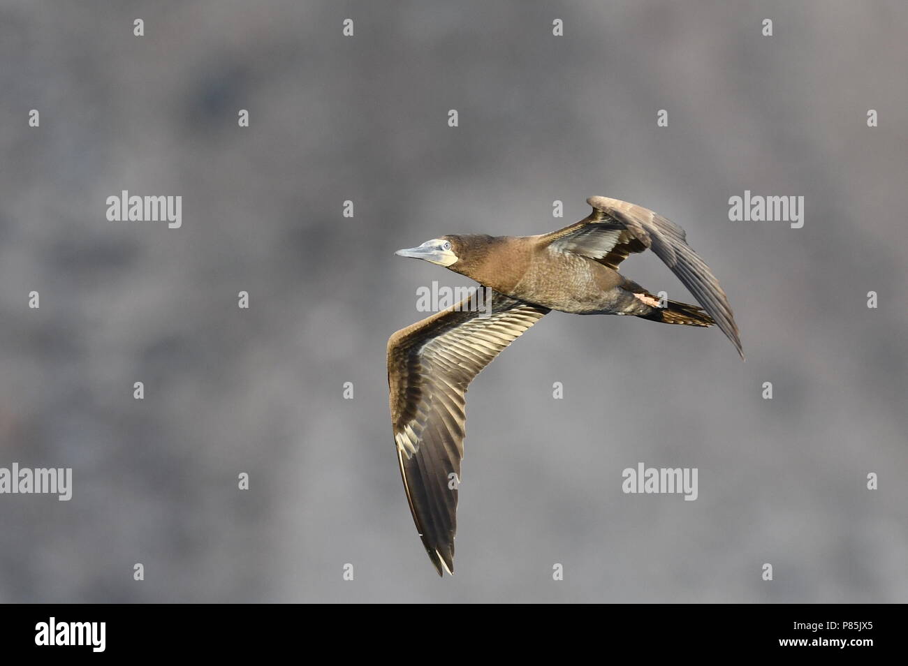 Immature Brown Booby (Sula leucogaster) in flight over the mid-Atlantic ocean. Stock Photo