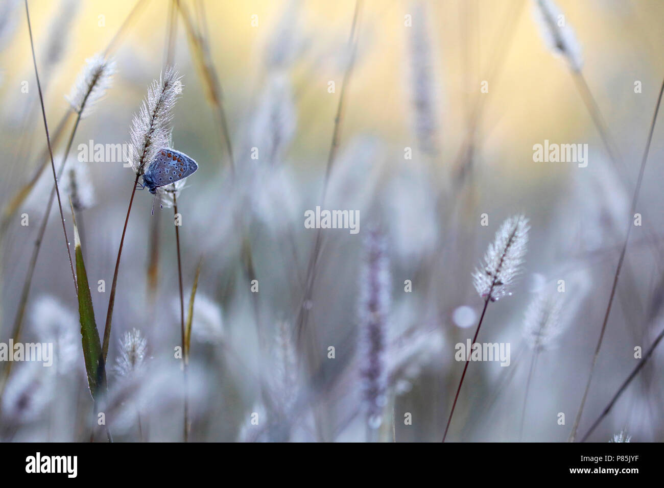 Icarusblauwtje; Common Blue; Stock Photo