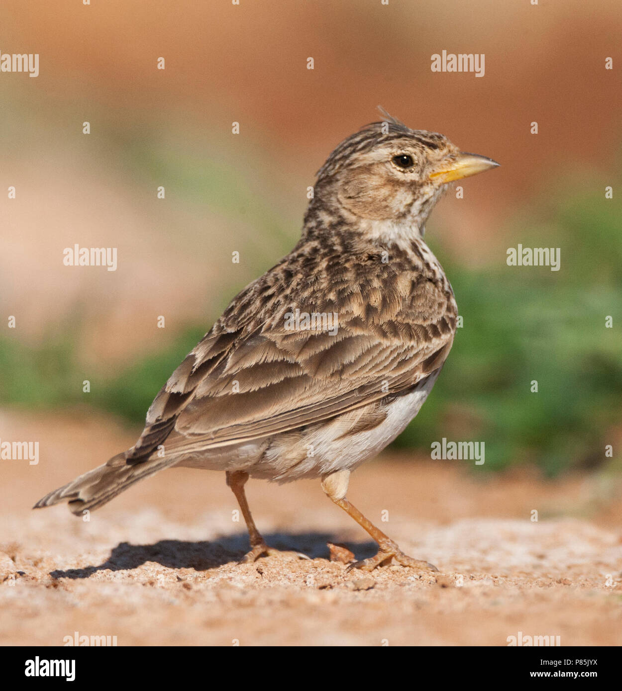 Lesser Shorttoed Lark (Calandrella rufescens apetzii) in Spanish steppes Stock Photo Alamy