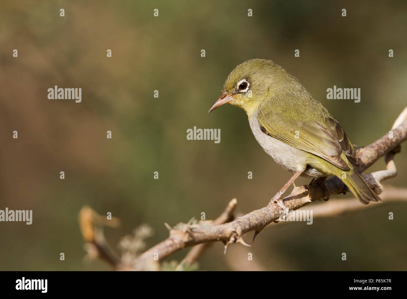 Abyssinian Whiteeye - Somalibrillenvogel - Zosterops abyssinica, Oman Stock Photo
