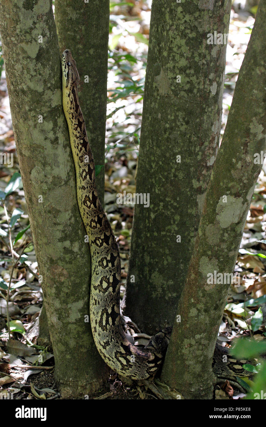 Dumerils Madagaskar-boa, Madagascar ground boa Stock Photo - Alamy