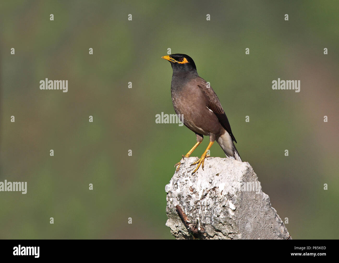 Common Myna (Acridotheres tristis) a species of bird that has adapted ...