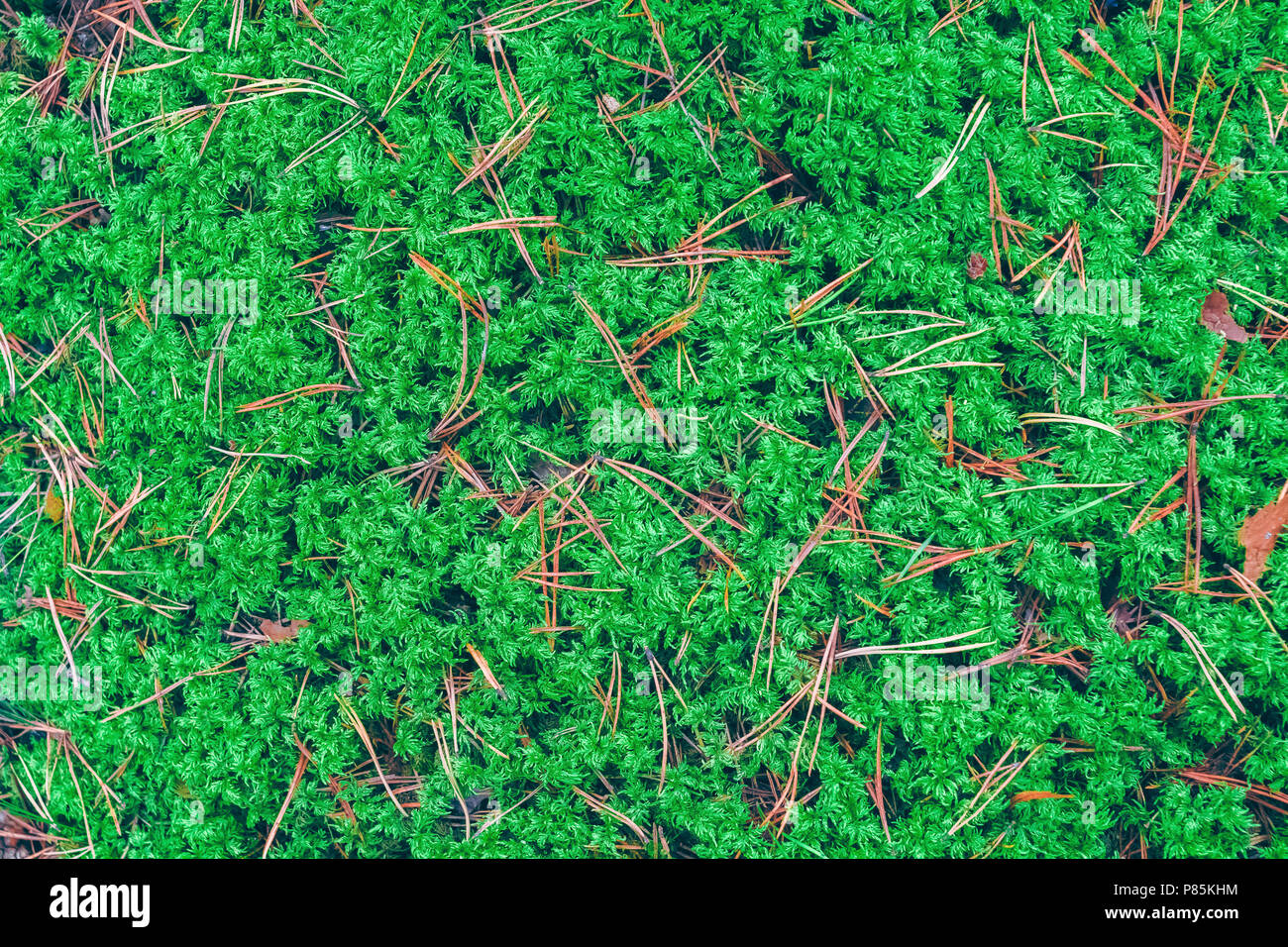 Green lush moss in a Central Europe forest. Texture of nature Stock Photo