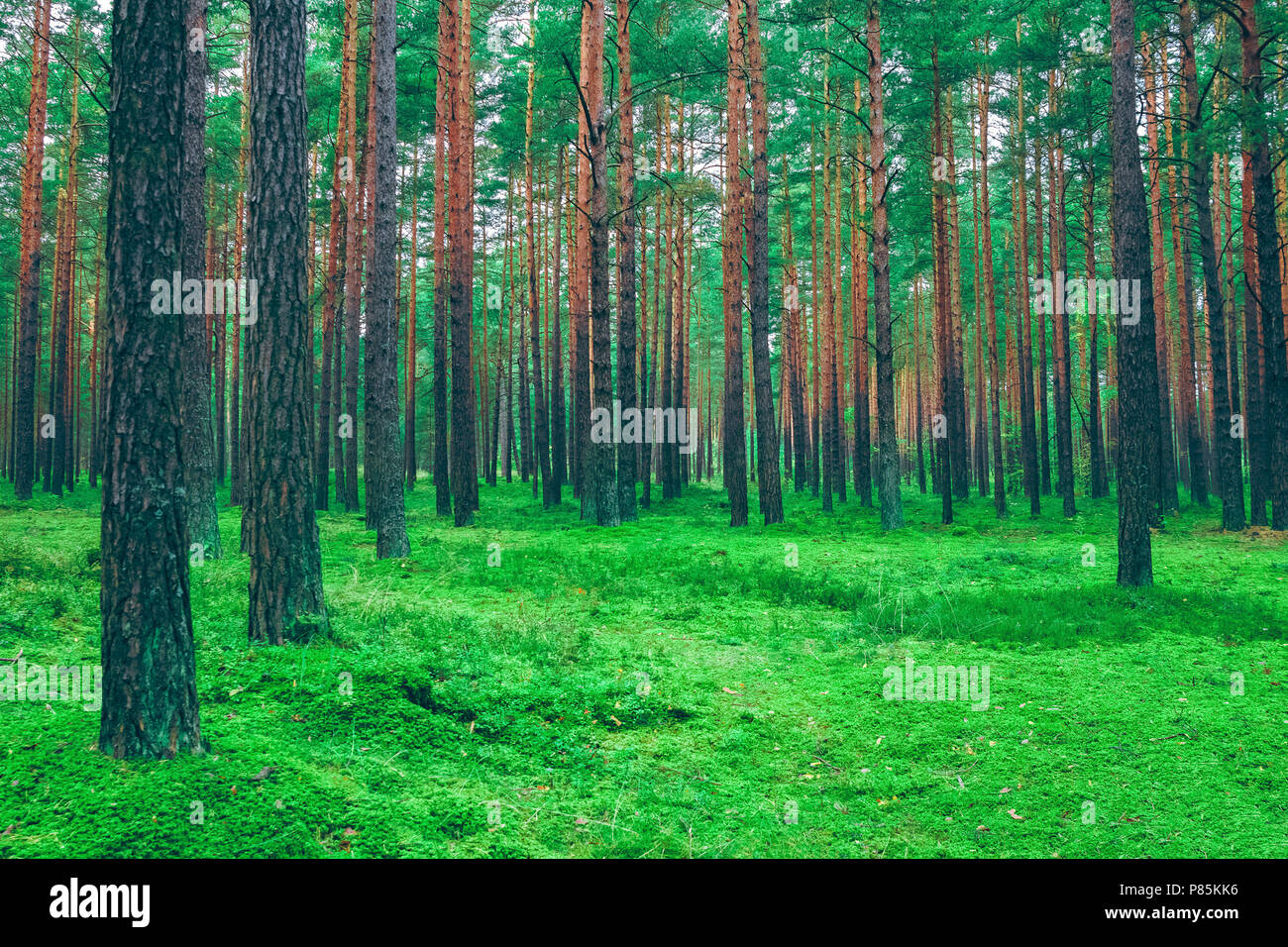Beautiful nature. Central Europe pine forest. Green landscape Stock Photo