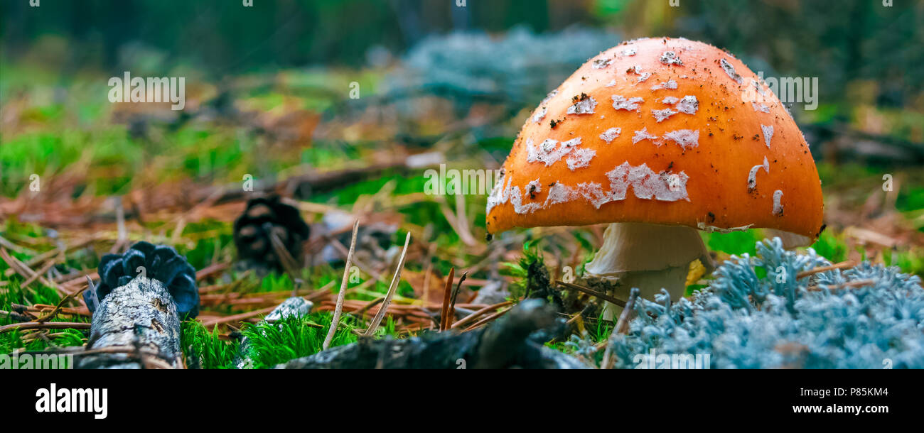 Amanita Muscaria. Red poisonous Fly Agaric mushroom in forest Stock Photo
