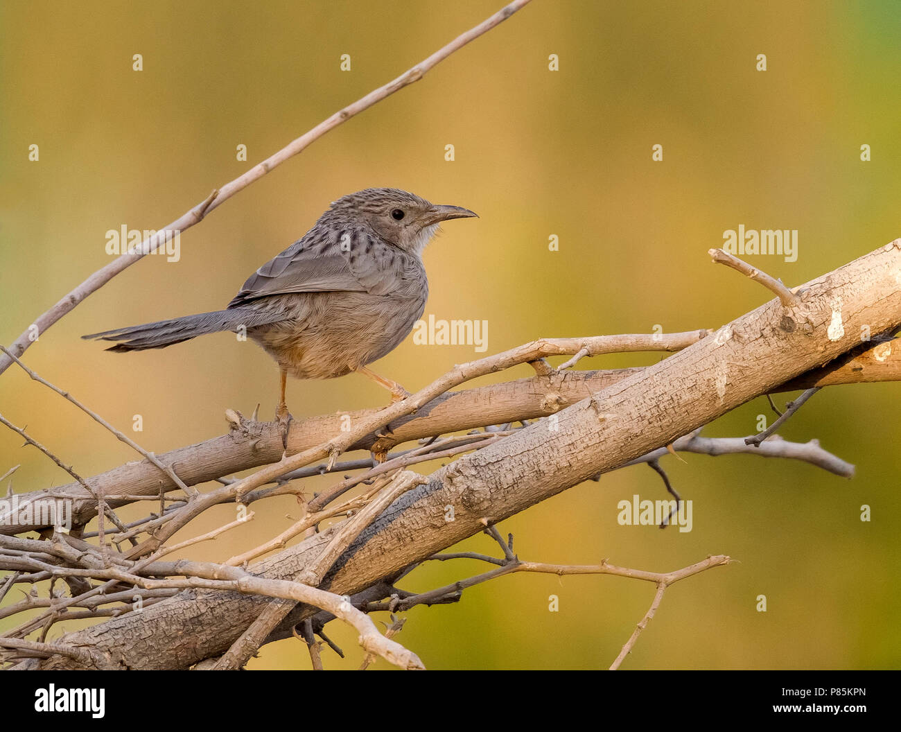 Afghan Babbler perched on branch in Kuwait. December 2010. Stock Photo
