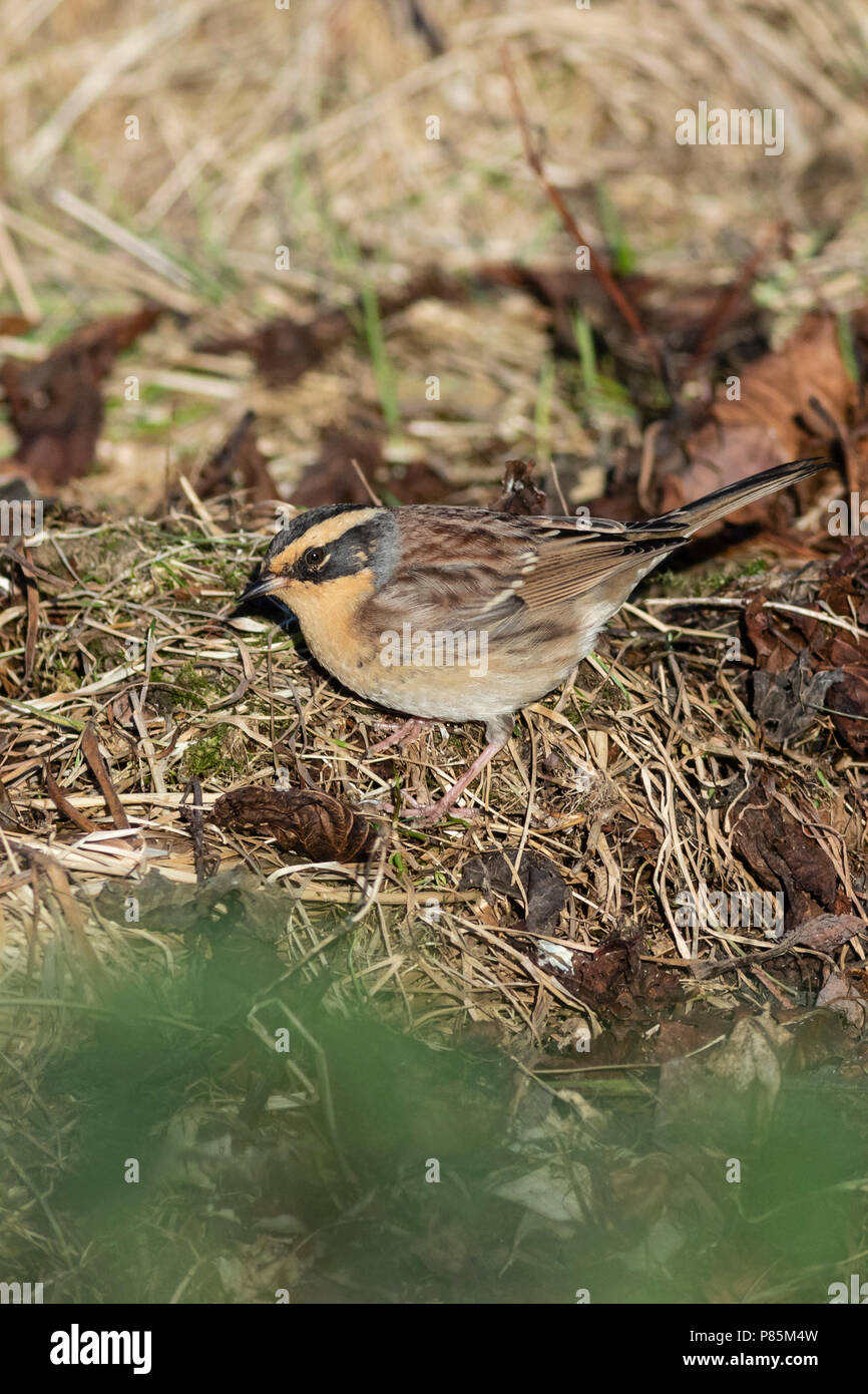 Vagrant Siberian Accentor (Prunella montanella) on the Scottish isles. First record for Great Britain. Stock Photo
