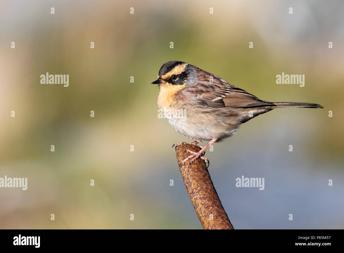 Vagrant Siberian Accentor (Prunella montanella) on the Scottish isles. First record for Great Britain. Stock Photo