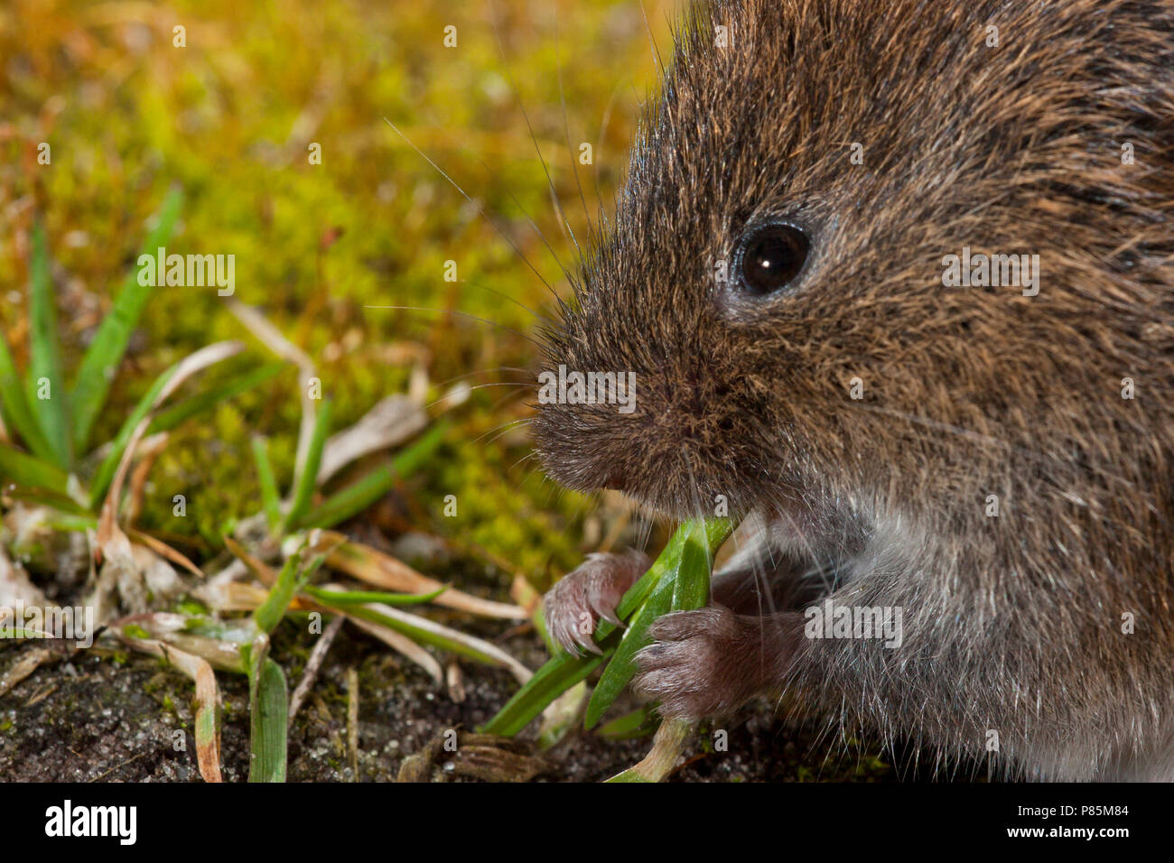 Aardmuis etend op de bosbodem; Field Vole eating on the forest floor ...