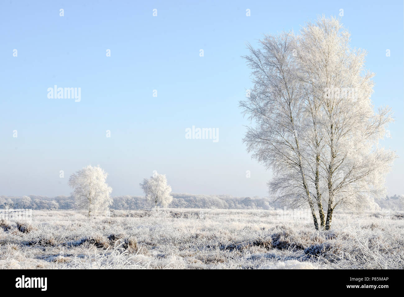 Rijp op Ginkelse Heide, Hoarfrost Stock Photo