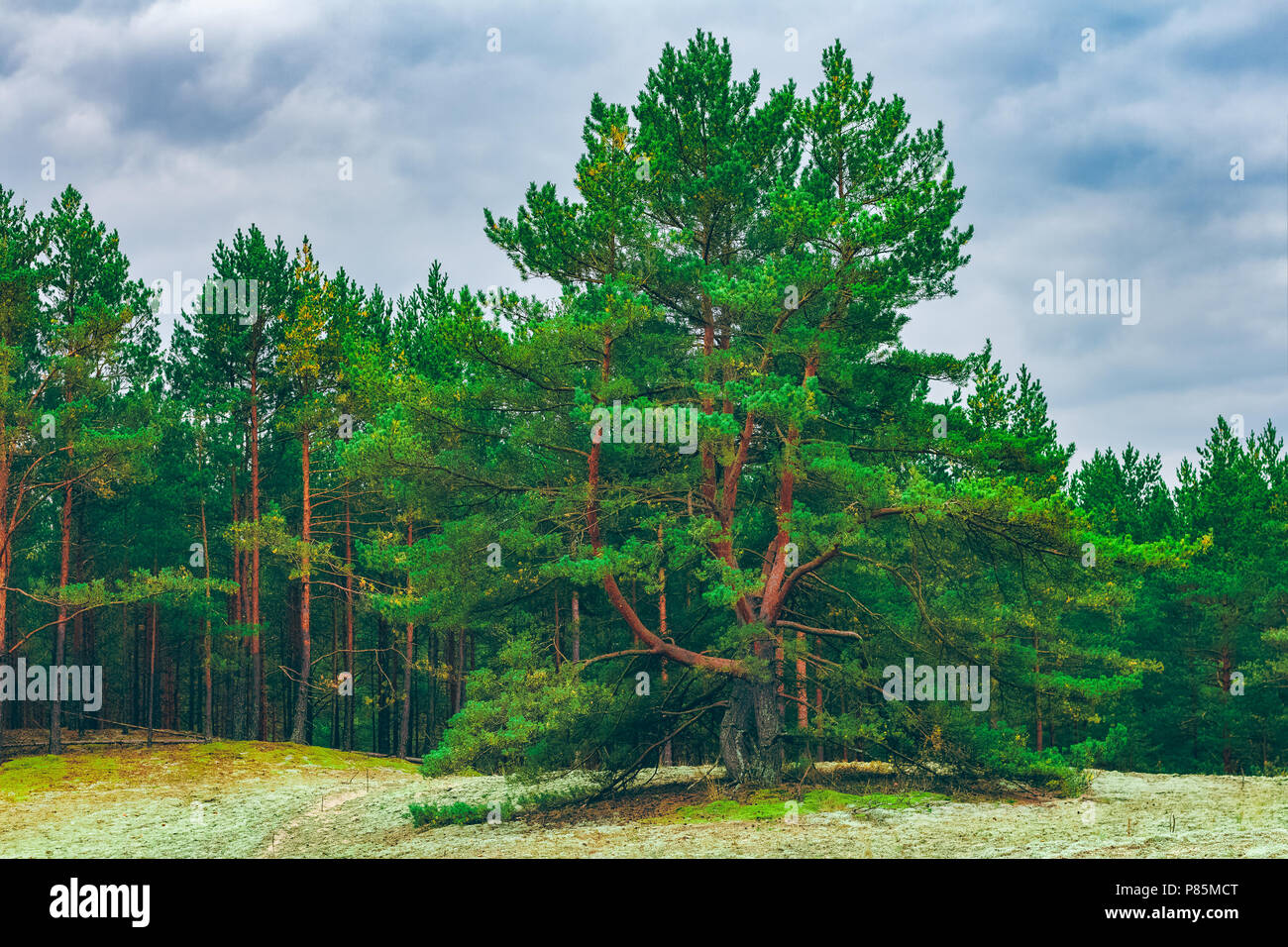 Beautiful nature. Central Europe pine forest. Green landscape Stock Photo