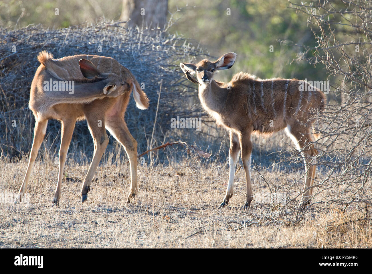 Grote Koedoe; Greater Kudu Stock Photo