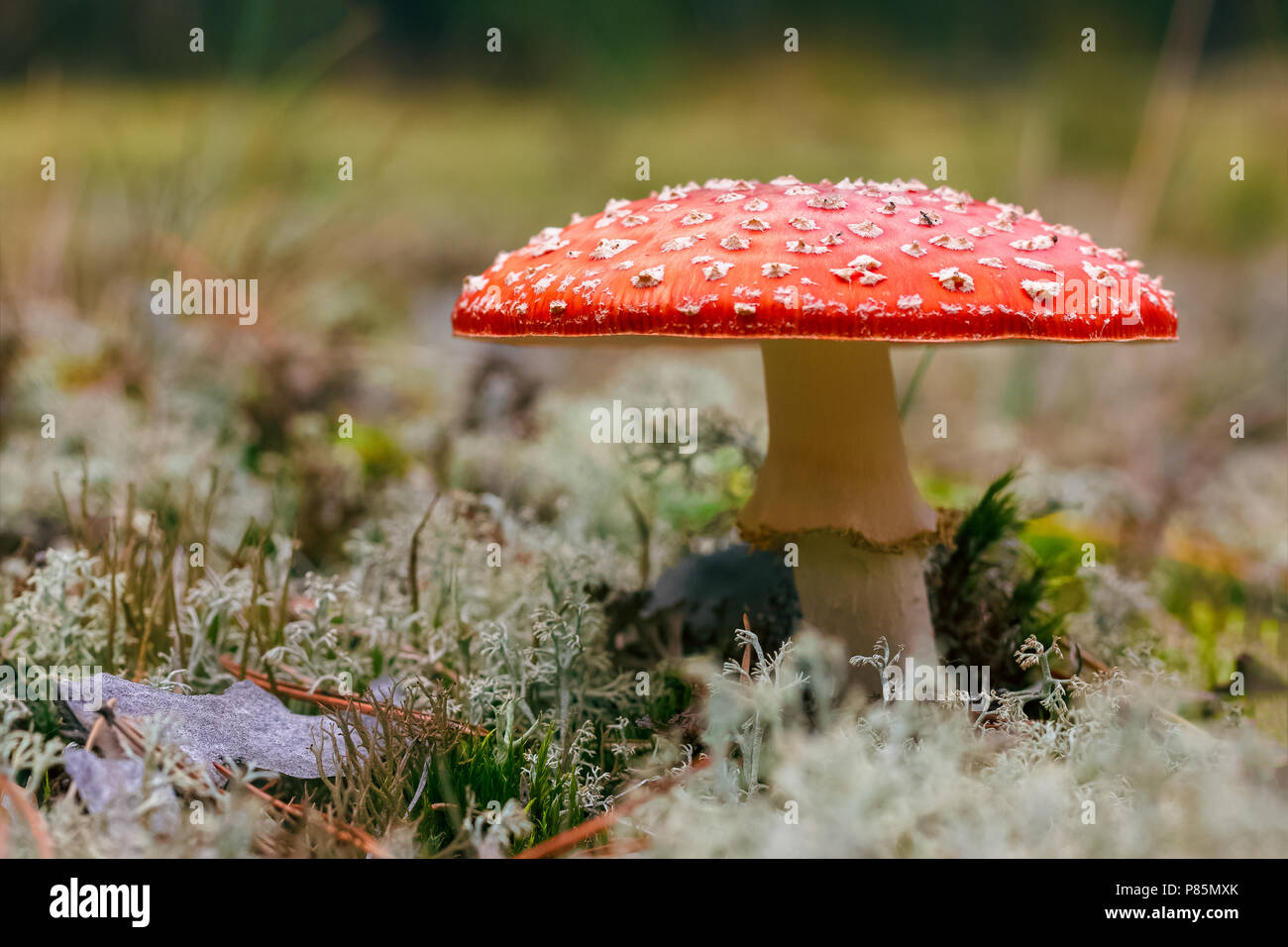 Amanita Muscaria. Red poisonous Fly Agaric mushroom in forest Stock Photo