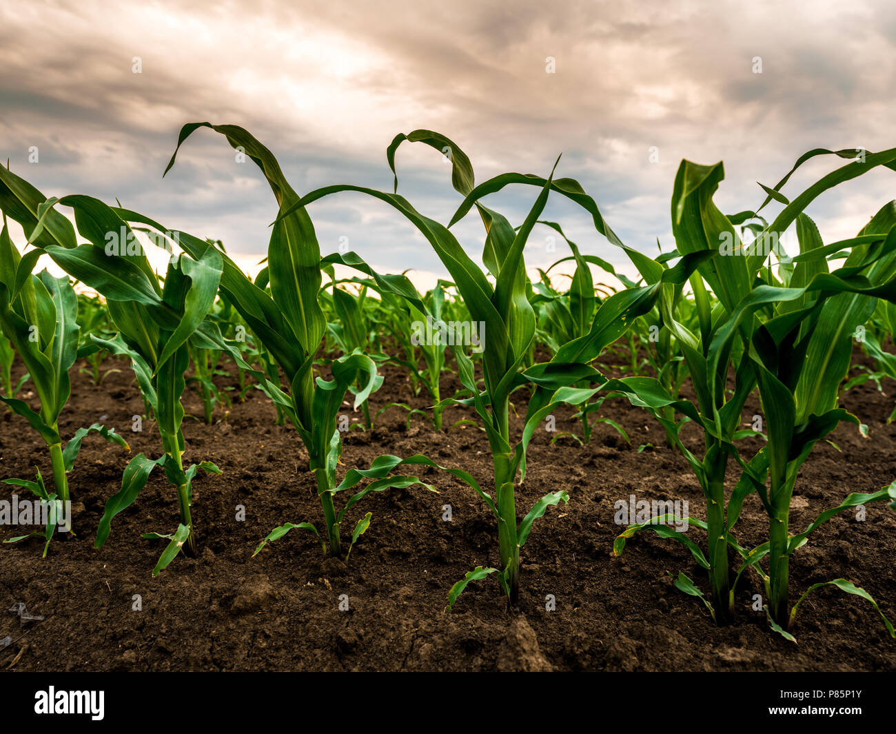 Green corn maize plants on a field. Agricultural landscape Stock Photo ...
