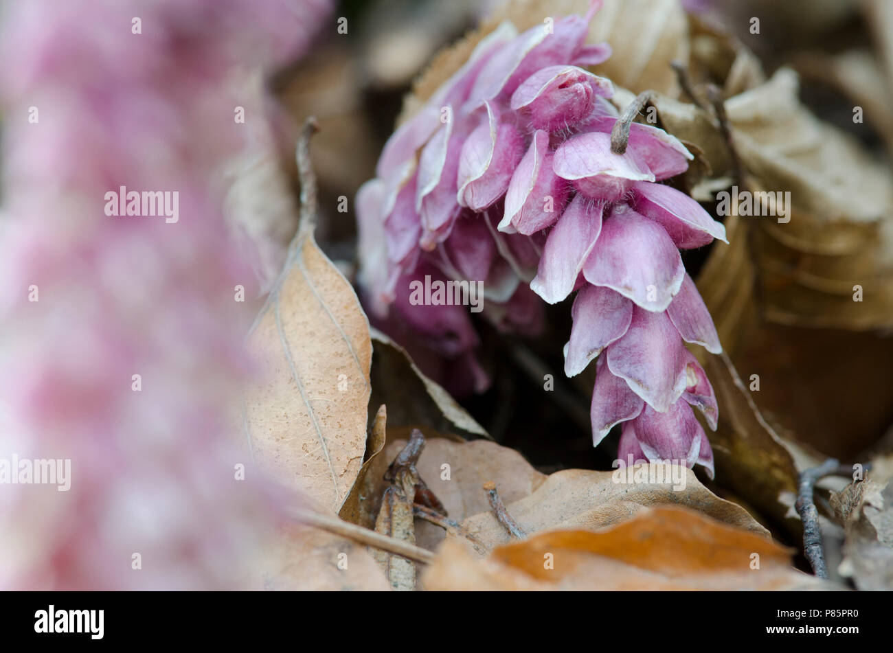 Close-up van Bleke schubwortel, Close-up of Common Toothwort Stock Photo