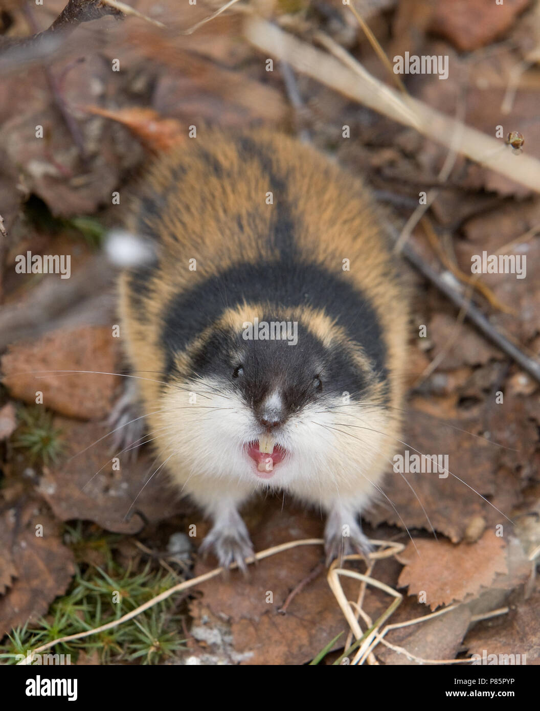 Norway lemming, rodent