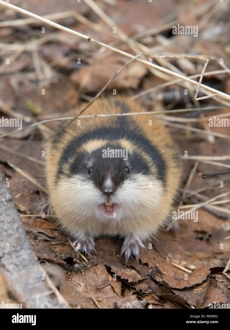 Norway Lemming, The Animal Facts