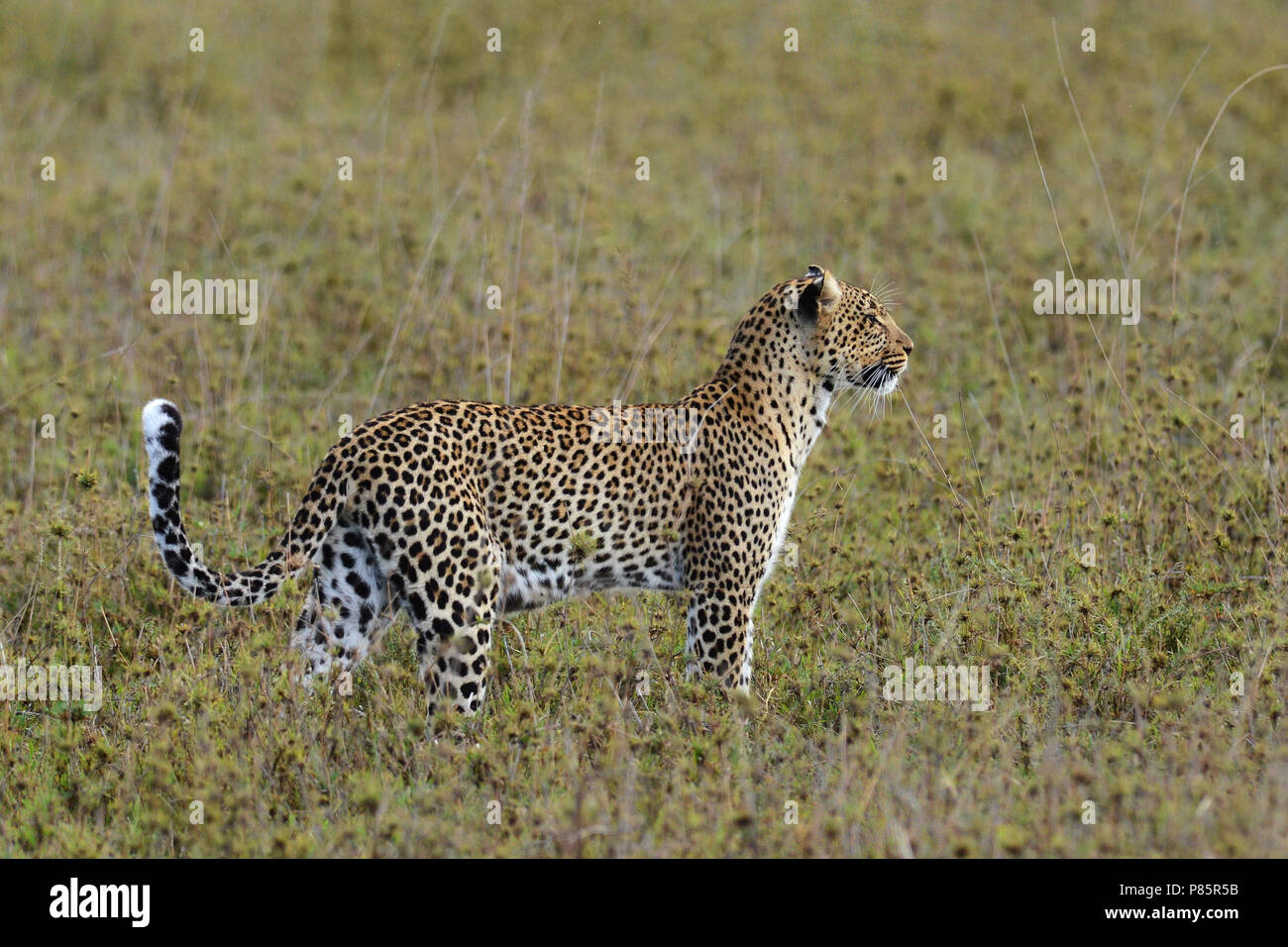 Luipaard, Leopard Stock Photo