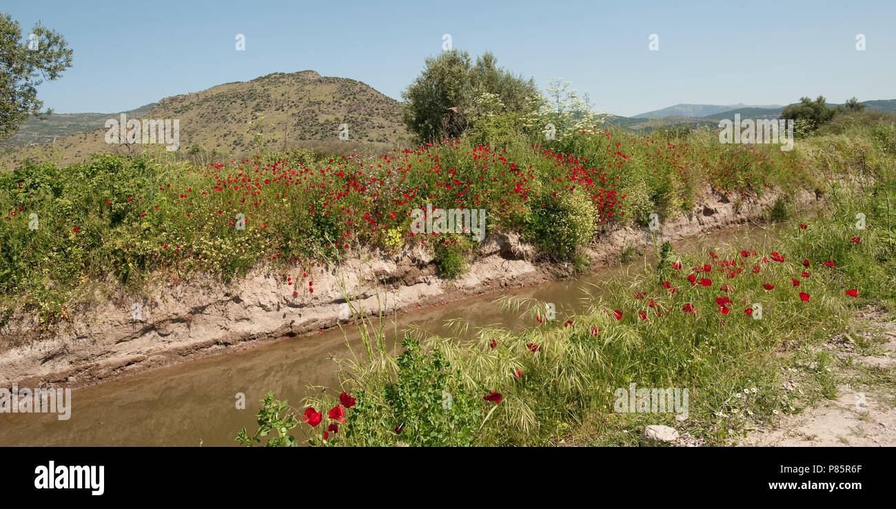 Landscape Lesvos, Greece in spring Stock Photo