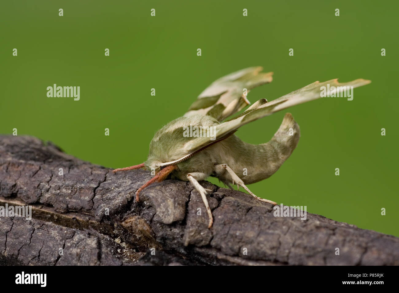 Lime Hawkmoth; Lindepijlstaart Stock Photo