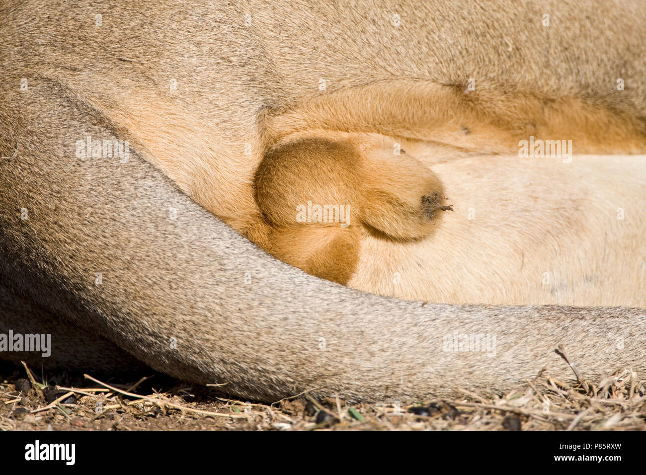 Afrikaanse Leeuw close-up; African Lion close up Stock Photo