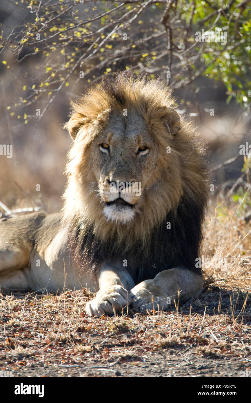 Male african lion hi-res stock photography and images - Alamy