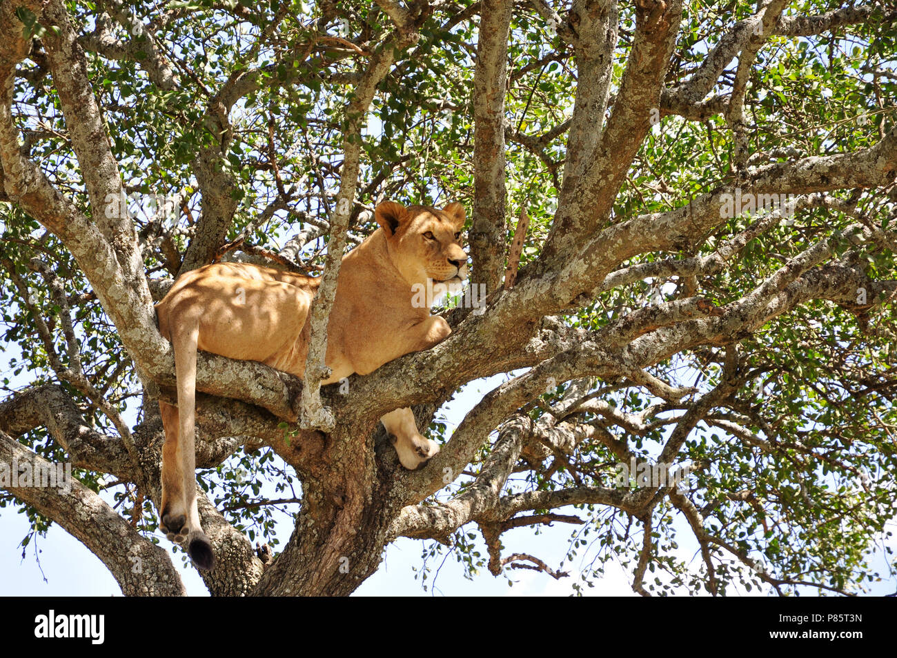 Afrikaanse Leeuw in boom, African Lion in tree Stock Photo