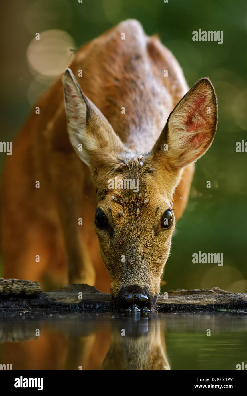 European Roe Deer - Capreolus capreolus, common deer from European forests, woodlands and meadows. Stock Photo