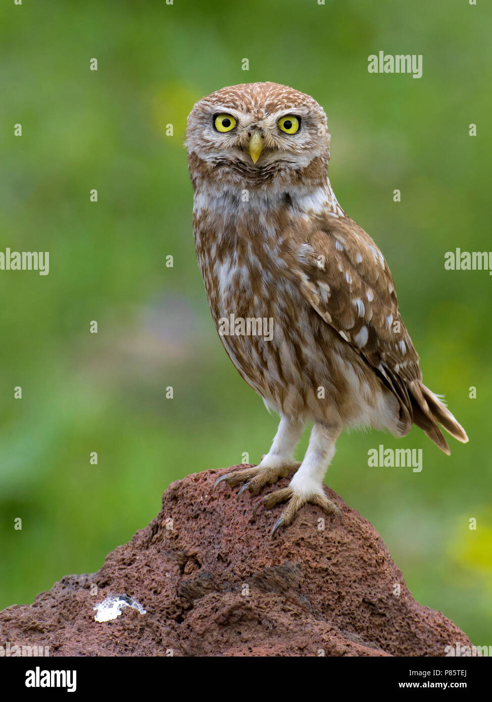 Civetta; Little Owl; Athene noctua ssp indigena Stock Photo