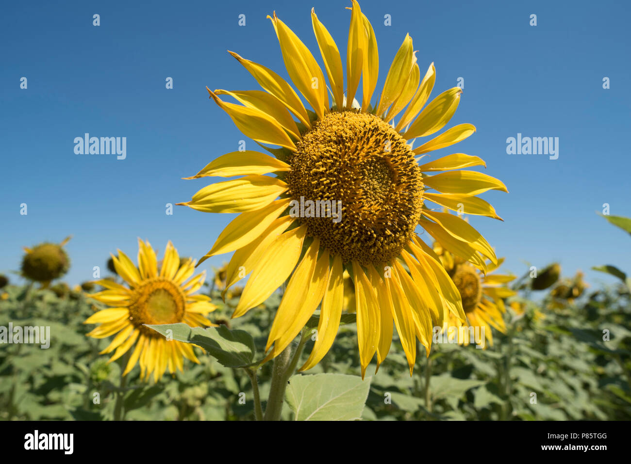 Sunflower closeup in beautiful sunny summer day. Yellow flower on green rural landscape background. Stock Photo