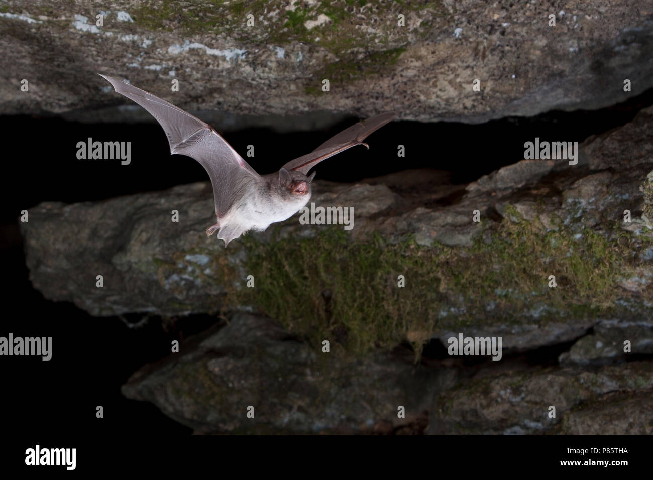 Capaccini's Vleermuis verlaat grot, Long Fingered bat leaving cave Stock Photo