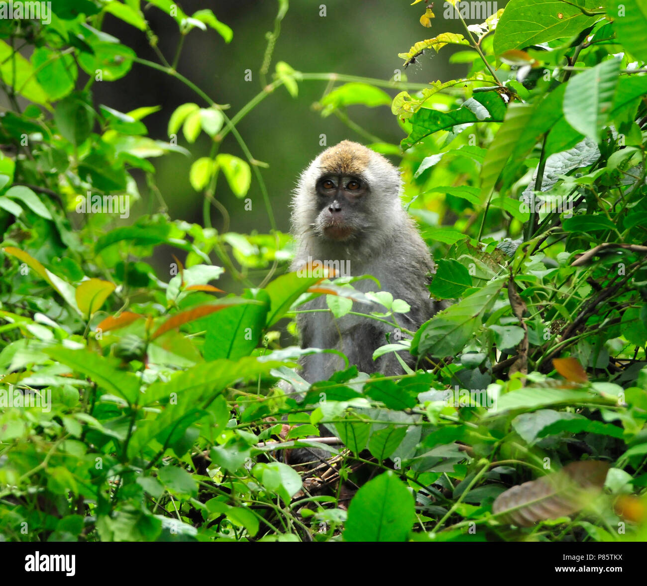 Longtailed macaque hi-res stock photography and images - Alamy