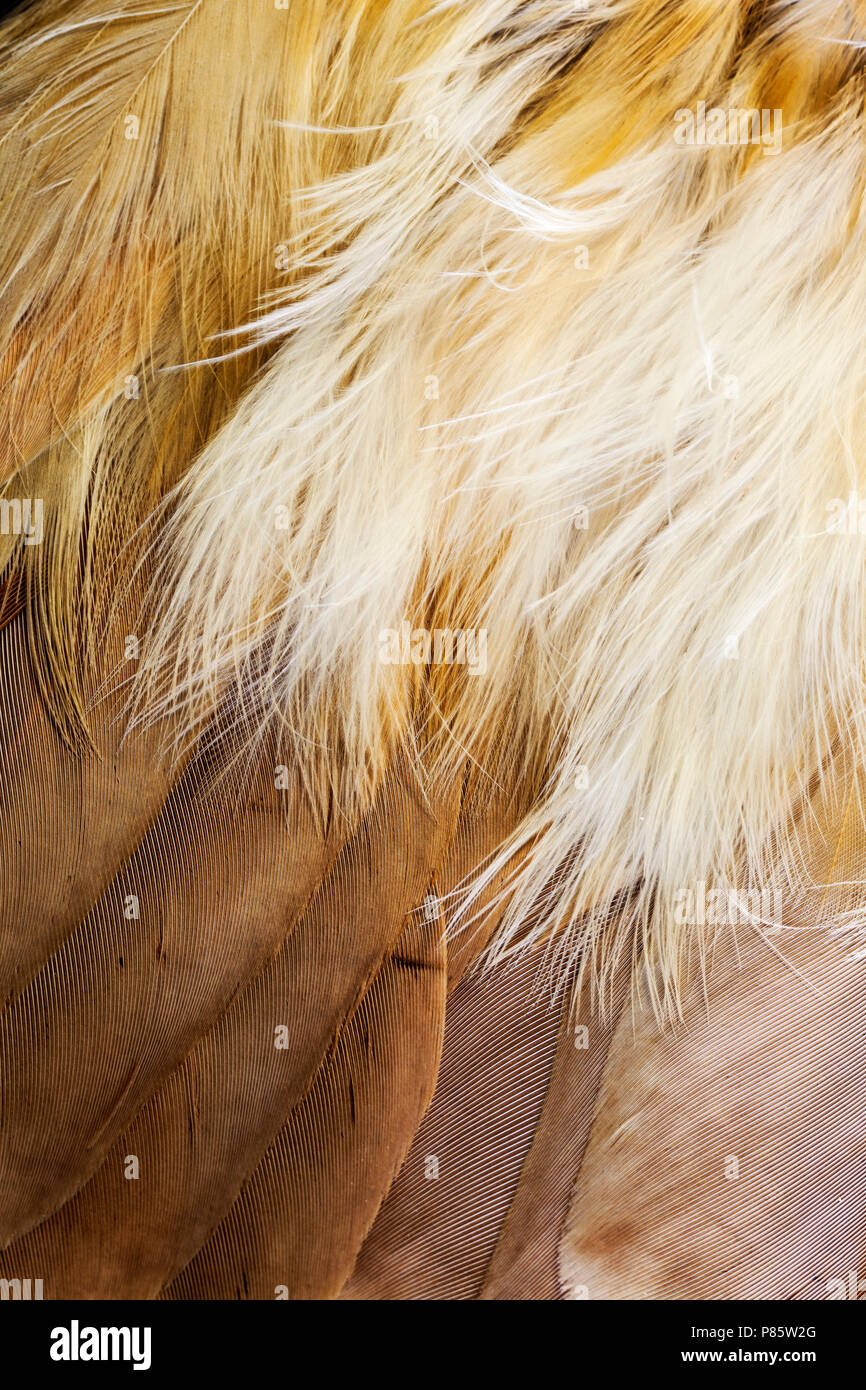 Fluffy downy feathers plumage hires stock photography and images Alamy