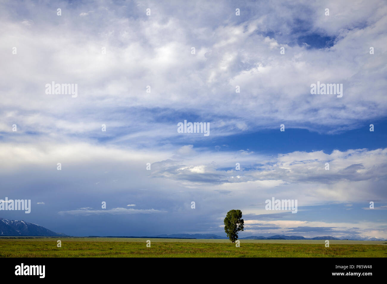 WY02748-00...WYOMING - Lone tree in Antelope Flats of Grand Teton National Park. Stock Photo