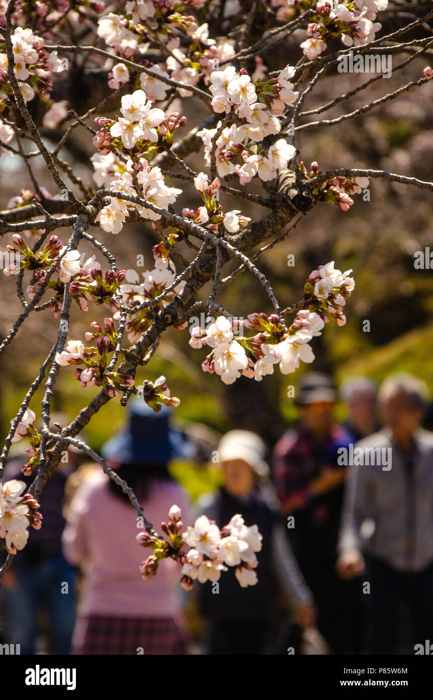 Cherry blossom tree in Japanese park Stock Photo Alamy