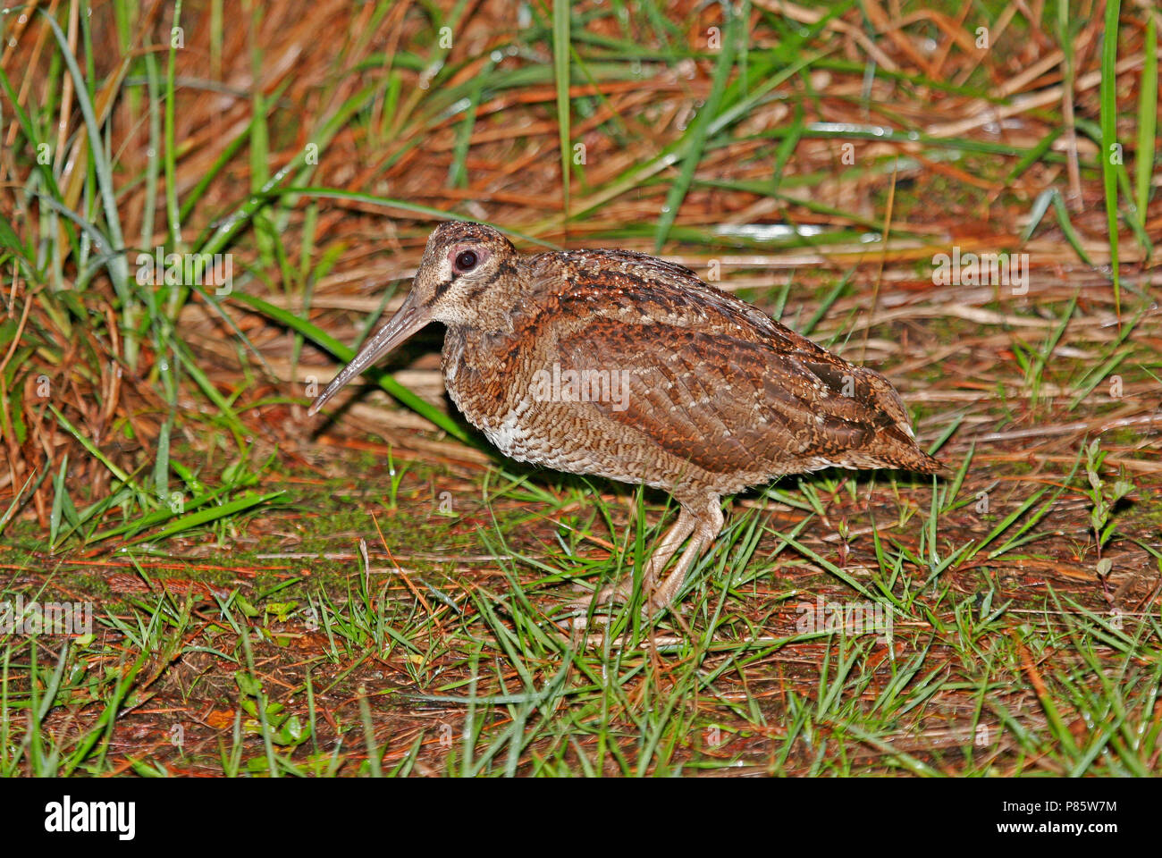 Amami islands hi-res stock photography and images - Alamy