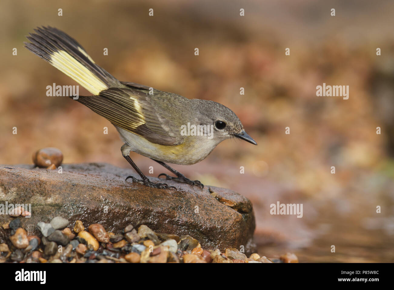 An American Redstart perched during migration. Stock Photo