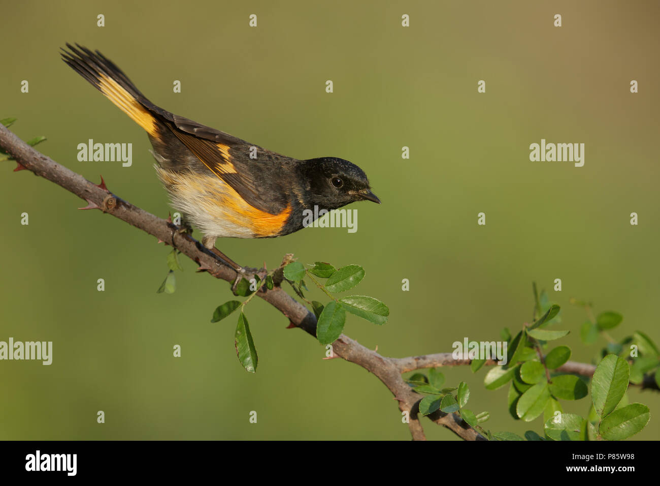 An American Redstart perched during migration. Stock Photo