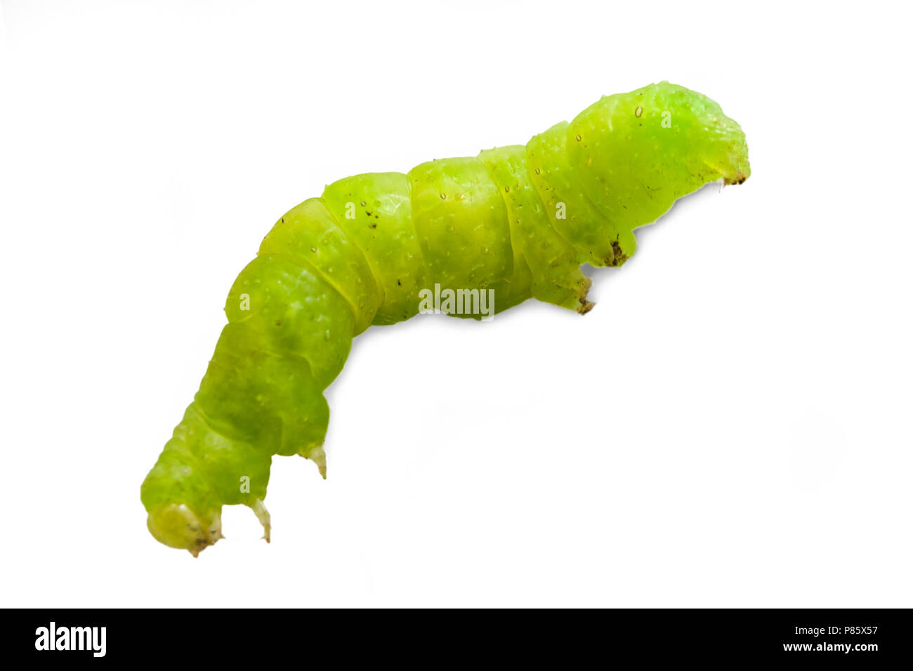 Green ((to be identified) caterpillar isolated on white background Stock Photo