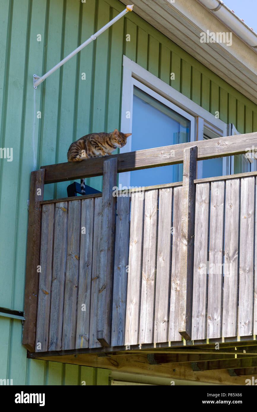 Bengal cat locked out of house sitting precariously high up on balcony railing Stock Photo