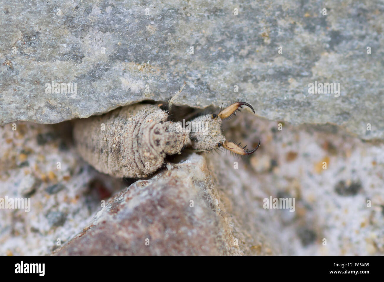 Antlion - Ameisenlöwe - Myrmeleontidae, Cyprus, larvae Stock Photo